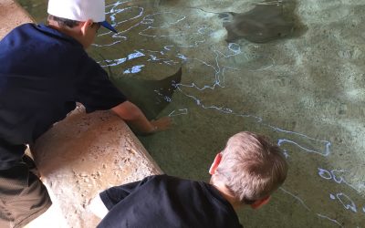 Powerful Peace at the Saint Louis Zoo