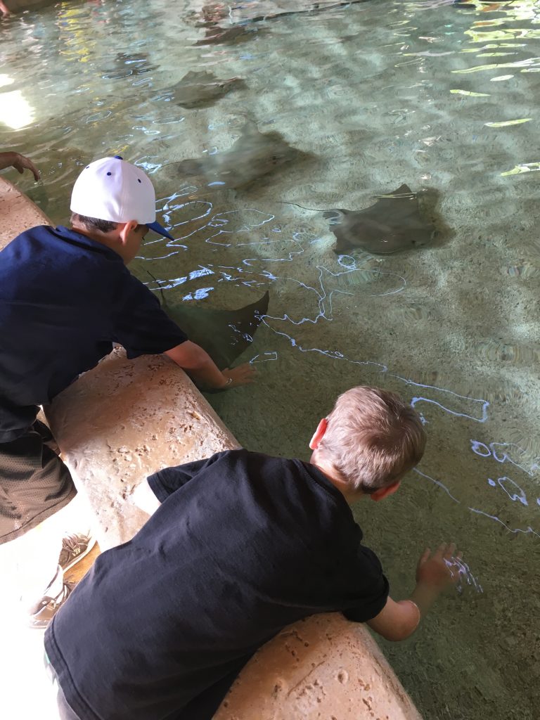 Children petting the manta Rays at St. Louis Zoo